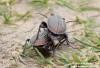 střevlík Ullrichův (Brouci), Eucarabus ullrichii Germar, 1824, Carabidae (Coleoptera)